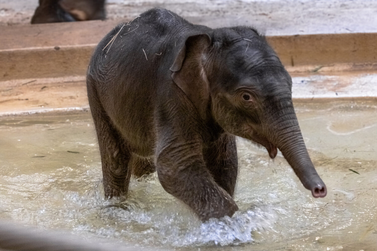 Asian elephant calf Linh Mai. Photo by Brett Kuxhausen/Smithsonian’s National Zoo.