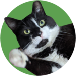Cat-head-cropped - Washingtonian