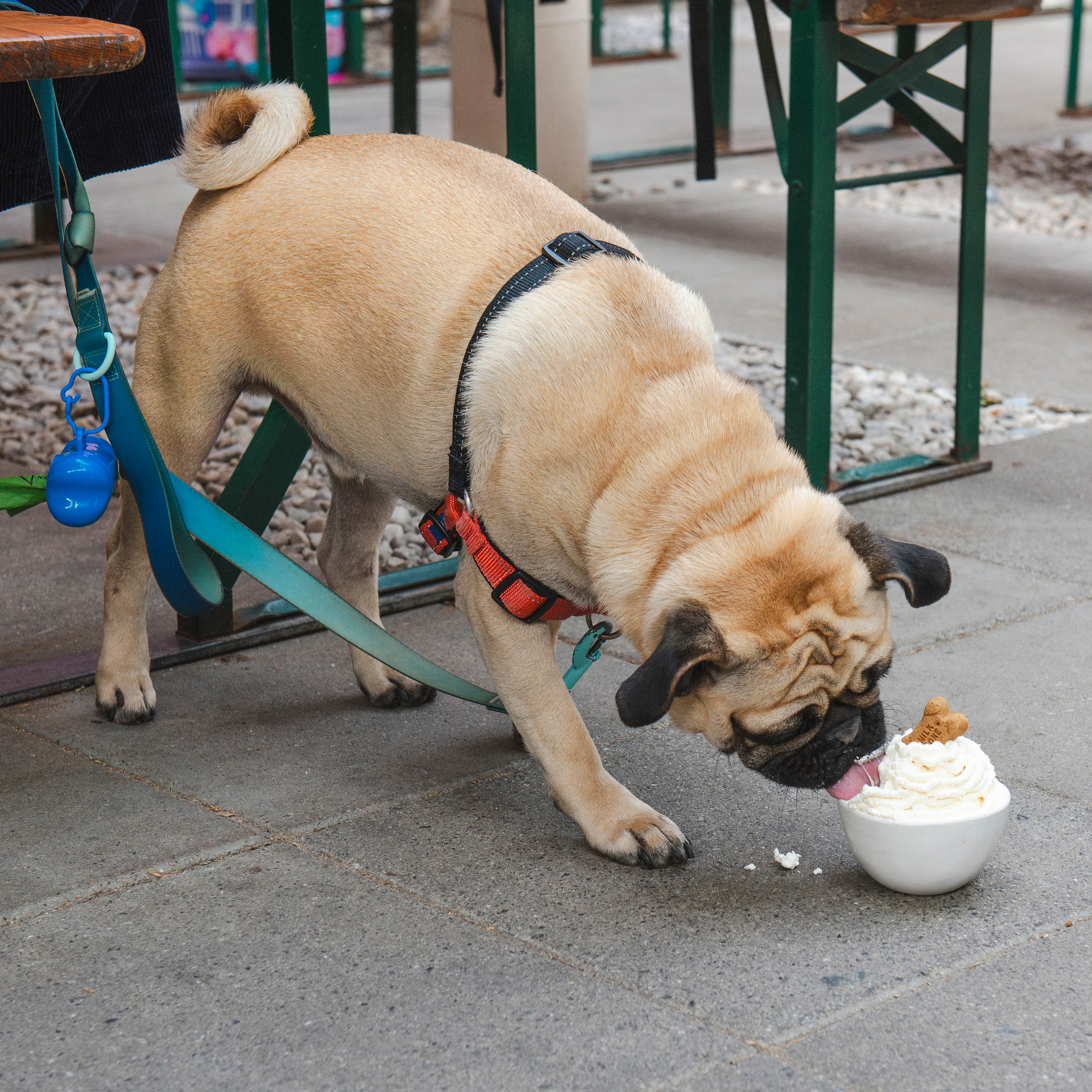 Dacha-PupCup-1-cropped - Washingtonian