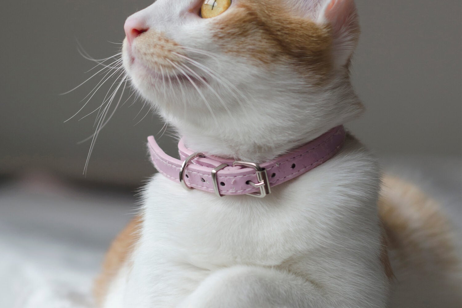 The Best DC-Area Pet Care