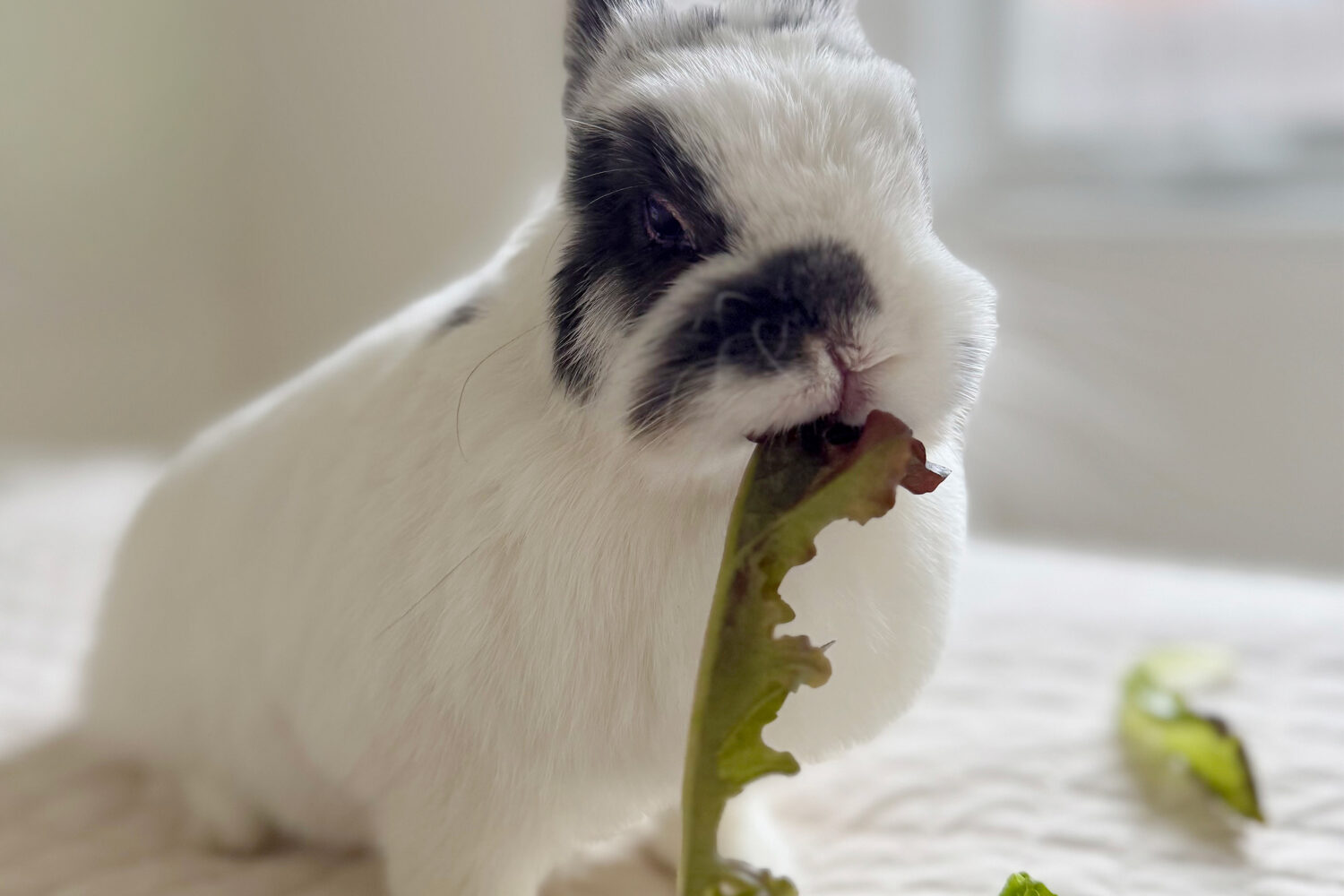 Who Wants a Treat? These Pet Owners Are Going Gourmet.