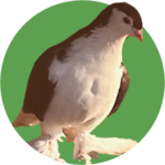 Piegon-cropped - Washingtonian