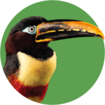 Toucan-head-4-cropped - Washingtonian