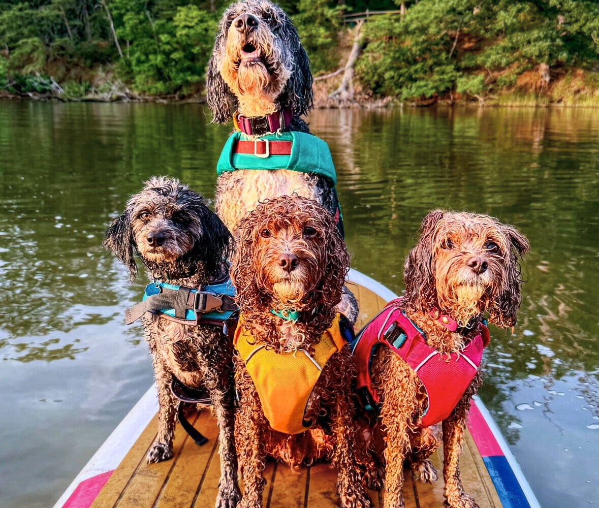 9 Dog-Friendly Things to Do Around the DC Area