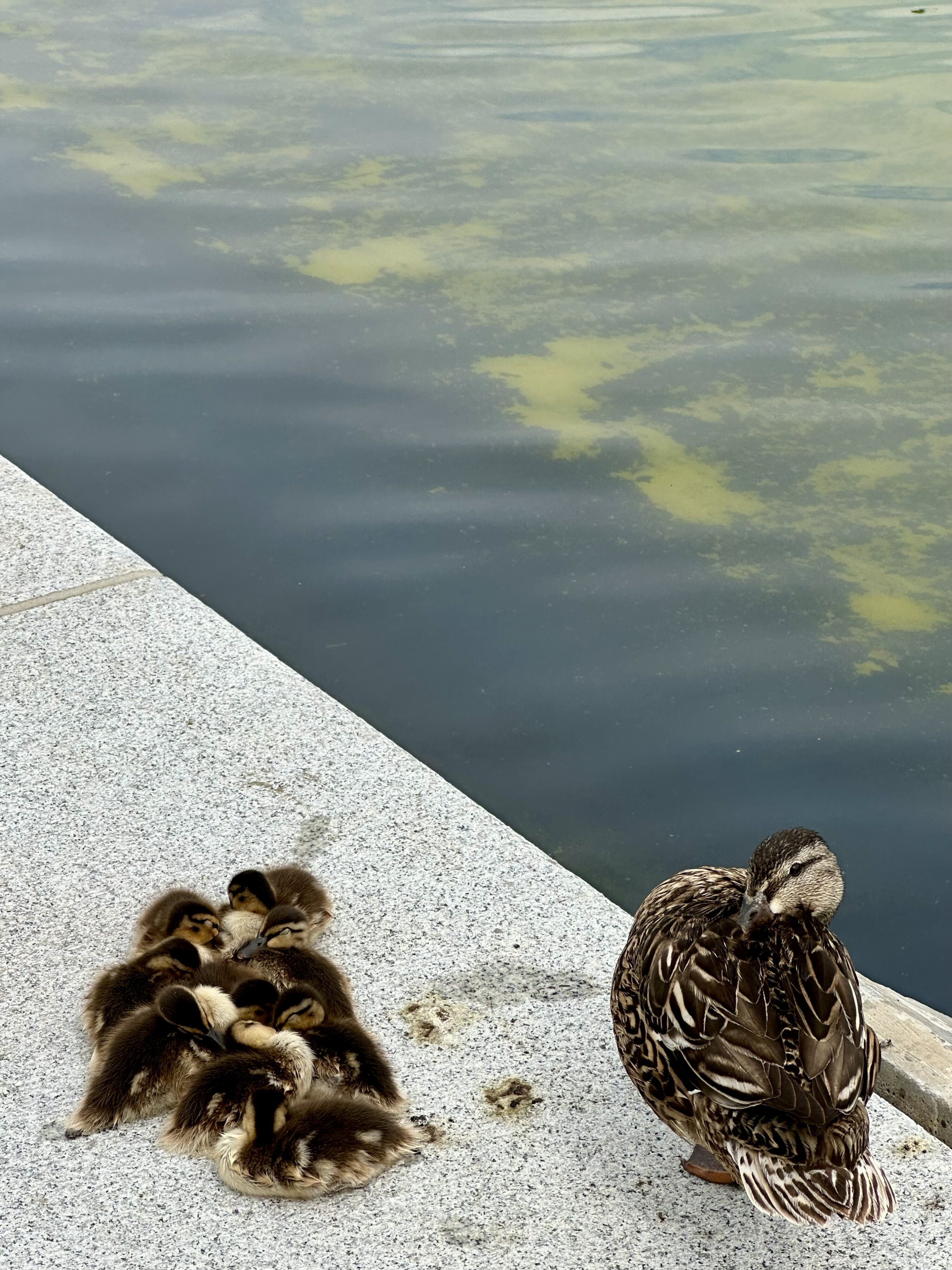 IMG_8401 - Washingtonian