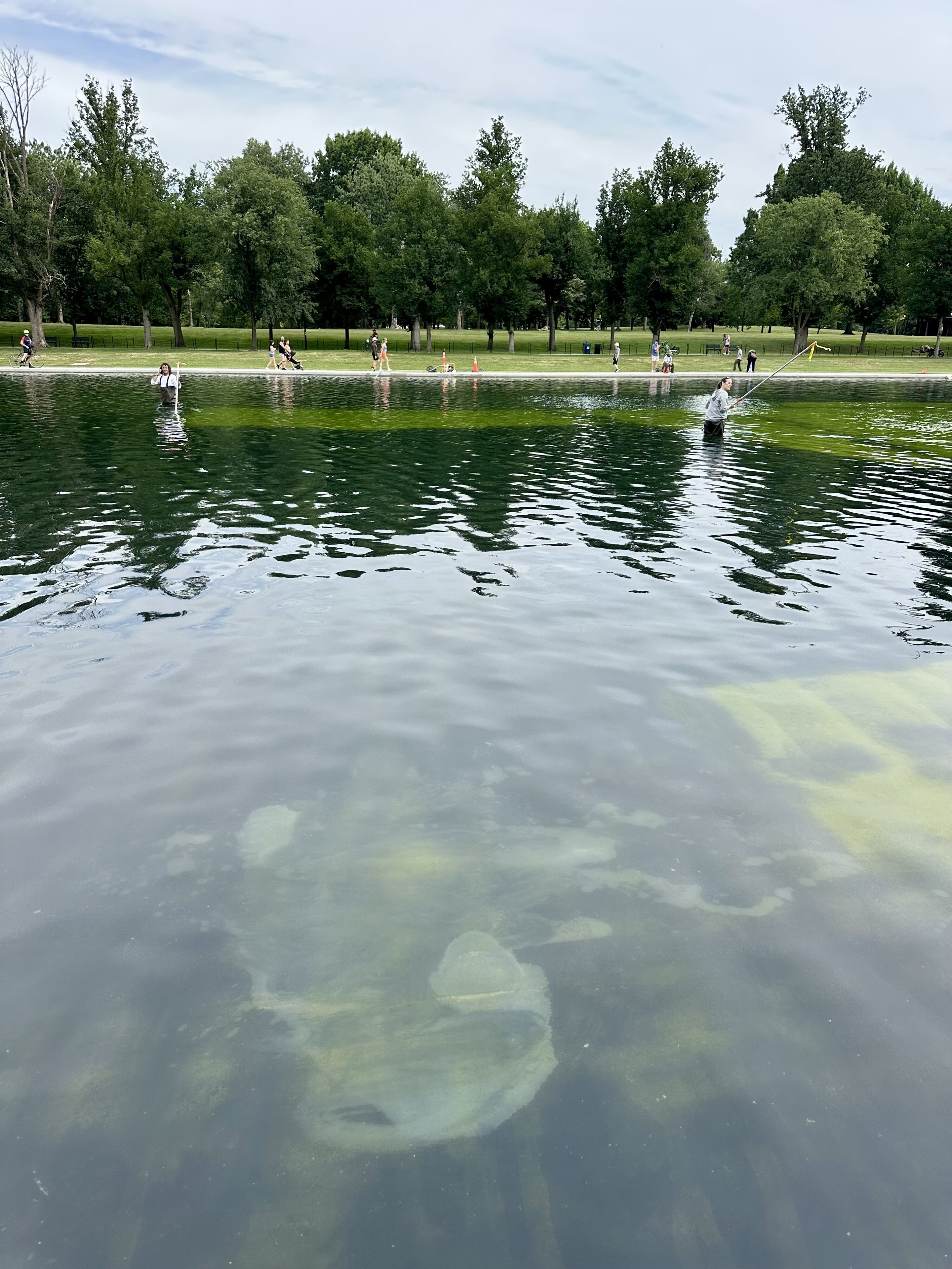 IMG_8406 - Washingtonian Algae in the Lincoln Memorial Reflecting Pool, June 19, 2026. Photo by Evy Mages.
