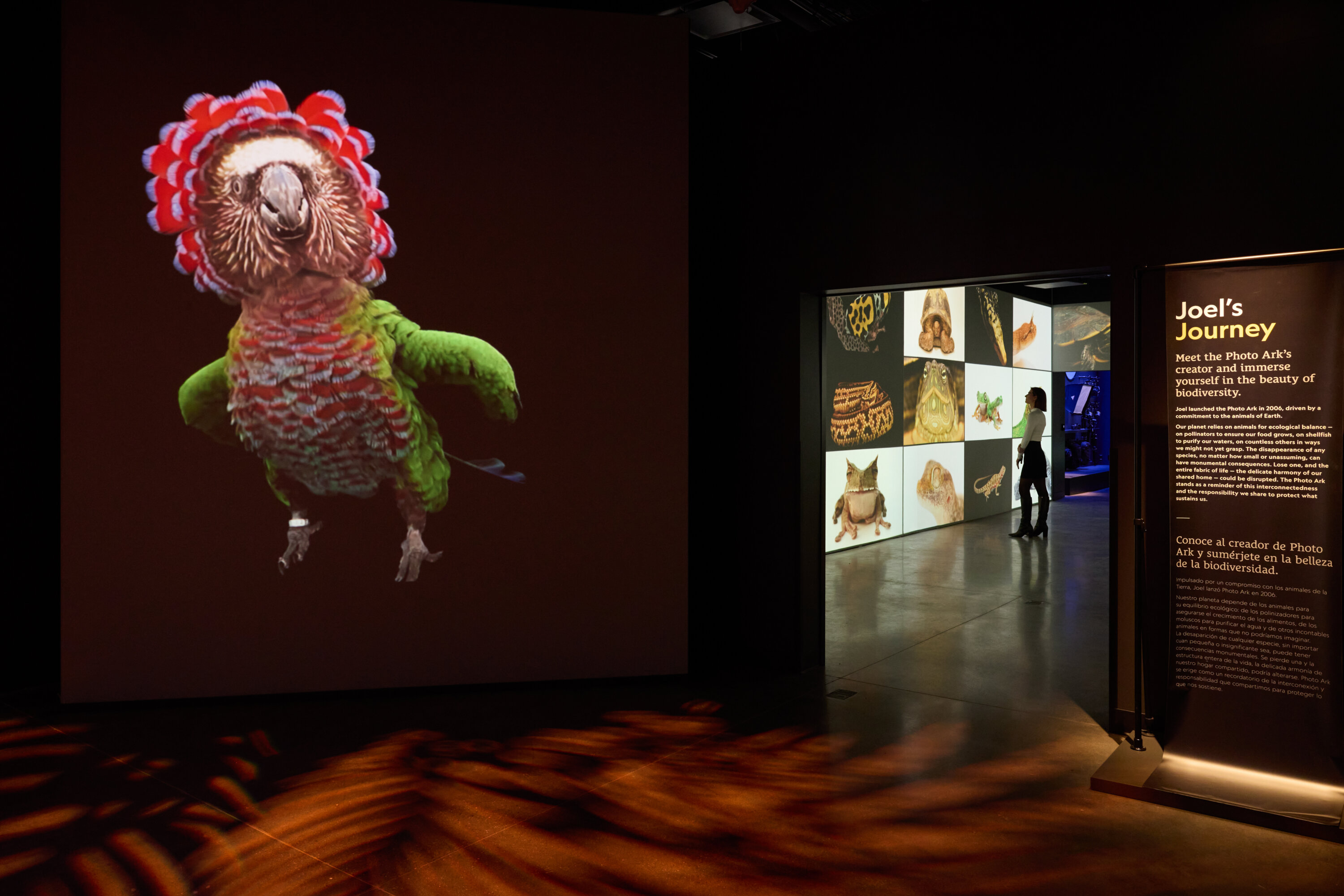 Interior shots of the new National Geographic Museum of Exploration. Exhibit "Photo Ark: Animals of Earth" features the work of photographer Joel Sartore.