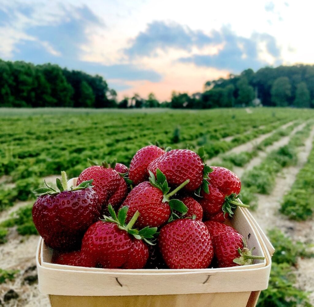 Photo courtesy of Butlers Orchard.