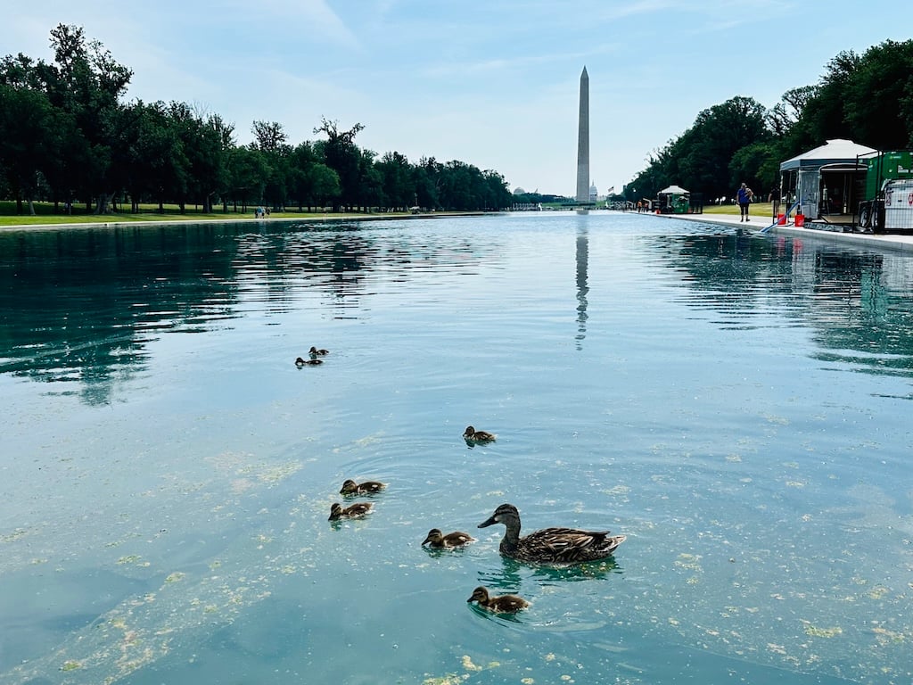 ducks-reflecting-pool - Washingtonian
