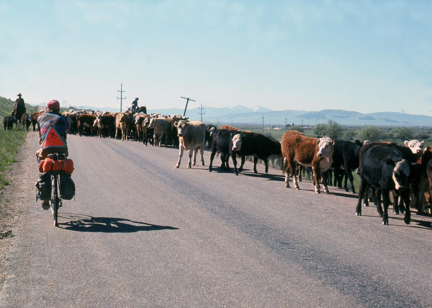 TA76-Cows_on_the_Road_Dan-Burden