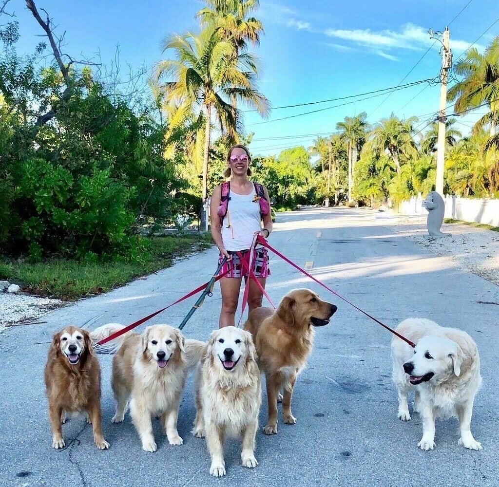 Author Jen Golbeck walking five of her golden retrievers on leashes.