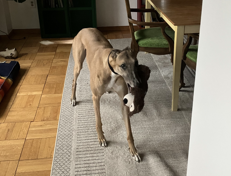 Screenshot 2026-08-28 at 32803 PM - Washingtonian A large greyhoud with a toy in its mouth.