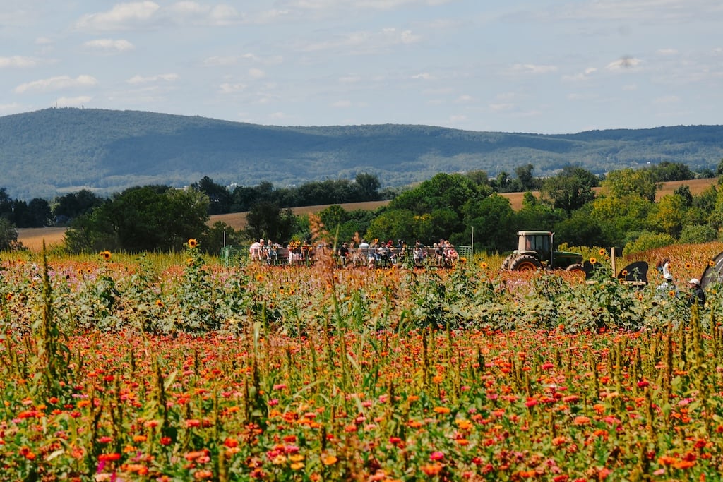 summers-farm-flowers - Washingtonian