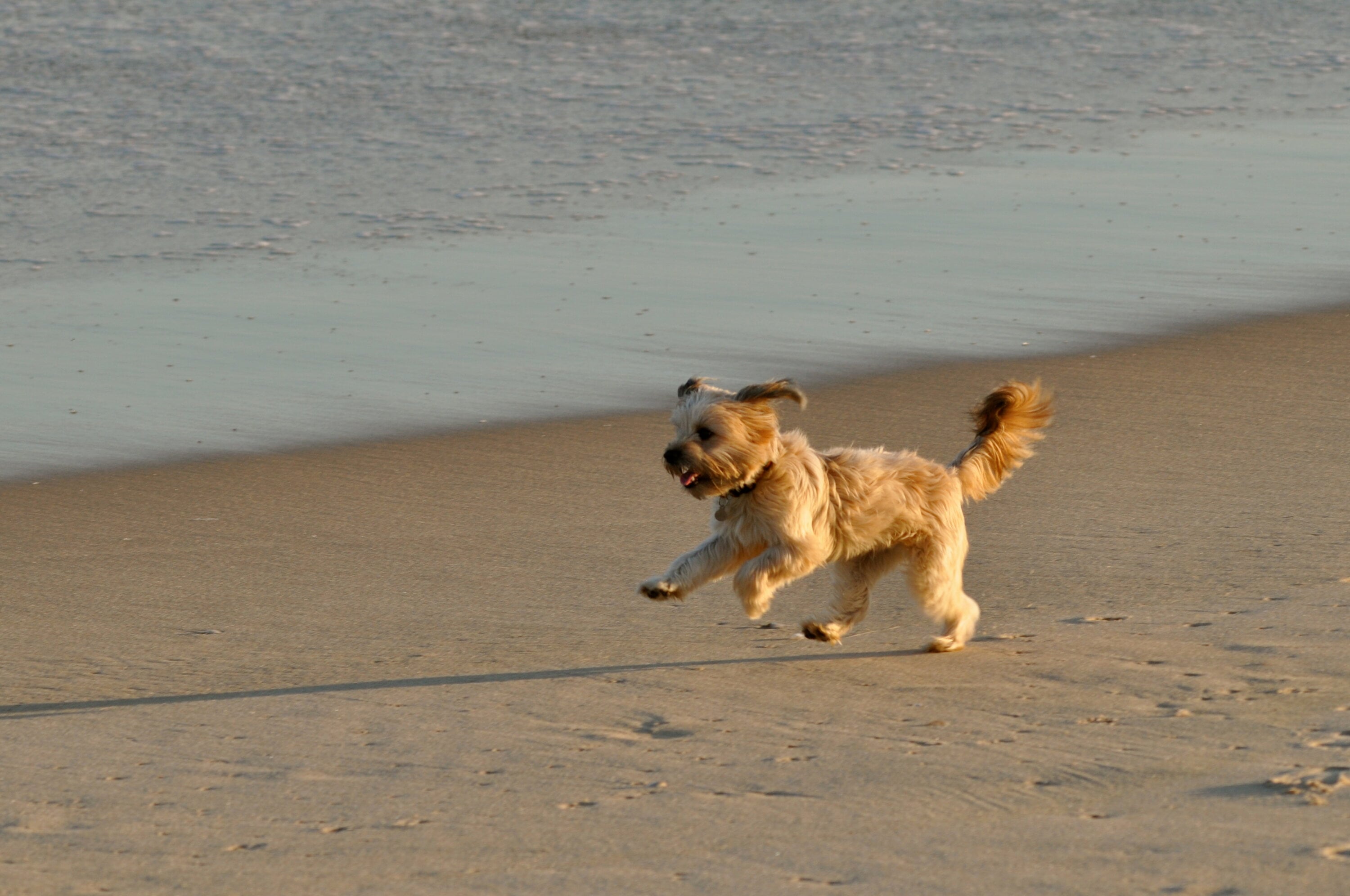 37211942325_4fa1d77680_o - Washingtonian A dog enjoys a day at the beach. Photograph by <a href=“https://www.flickr.com/photos/38983646@N06/37211942325/in/photolist-YGhW1v-28NzciJ-22YZP2t-26wfrL-XsJ7tL-26tAR9Y-HxjtMb-SSLN9F-22UvASh-SyzFZ3-U6dUkq-WSyDGC-25SpCs1-StPh59-23NDX3L-XaXyJq-2291iVJ-23di8uK-EcYEgV-Q58CLa-SdvgJA-25E1vku-2dQjnyZ-Z6DZe1-T5Pns5-QvEL9V-2eNtJQH-Wcn3Zm-2bcR5ob-Xb4GoS-5L4DaM-21PcjWA-Q58Cc4-YoxD87-F4aVt3-2dRQQWu-UWsSXk-2dMjPr2-24ddw1C-ZcK6jm-CVXRJ1-QE2Hp6-YCh4NW-ZxjQvW-2a4SQMg-23ehZHg-23dCZSR-XbcbCx-22ktVH6-R3YzfL”>Flickr user Putneypics.</a>