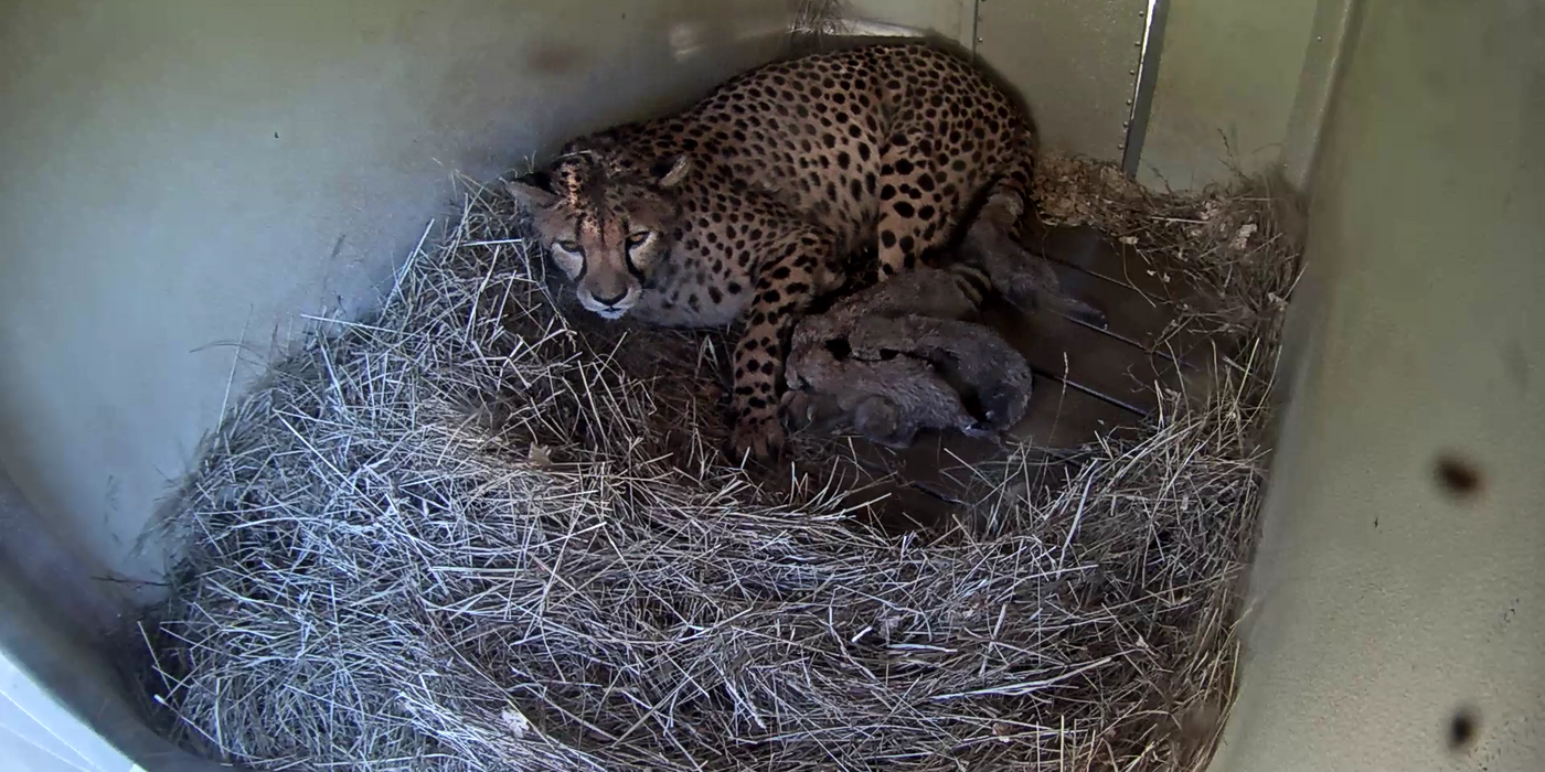 Baby Animal Alert: Five Cheetah Cubs Were Born at the Smithsonian