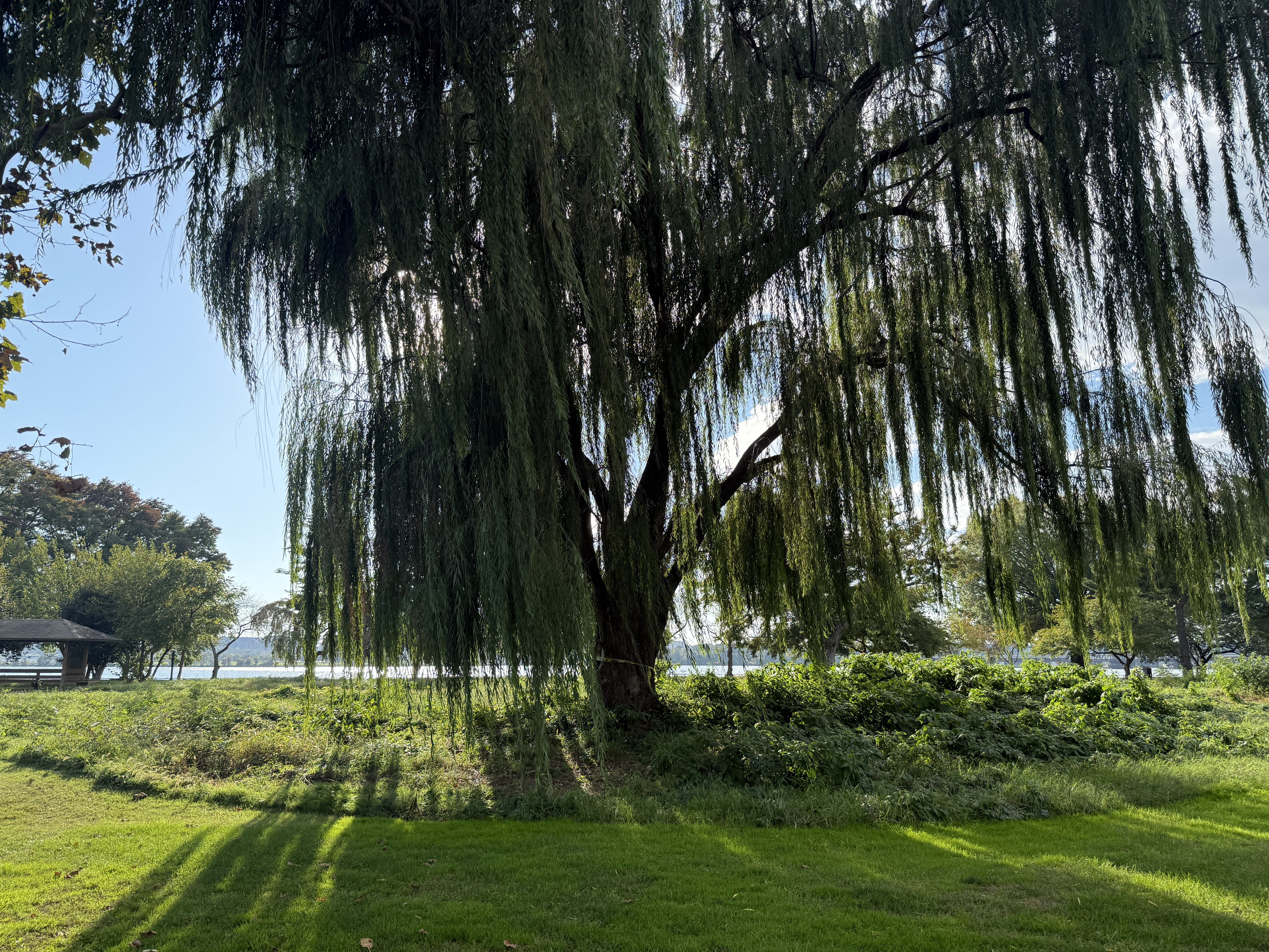 Taped-off tree - Washingtonian