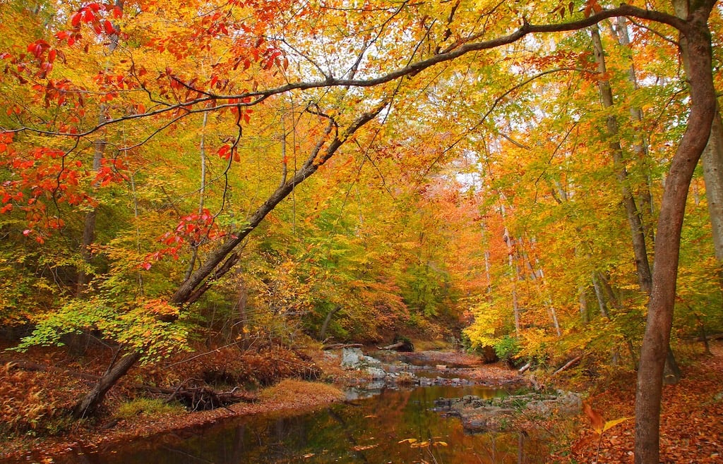 prince william forest park - Washingtonian
